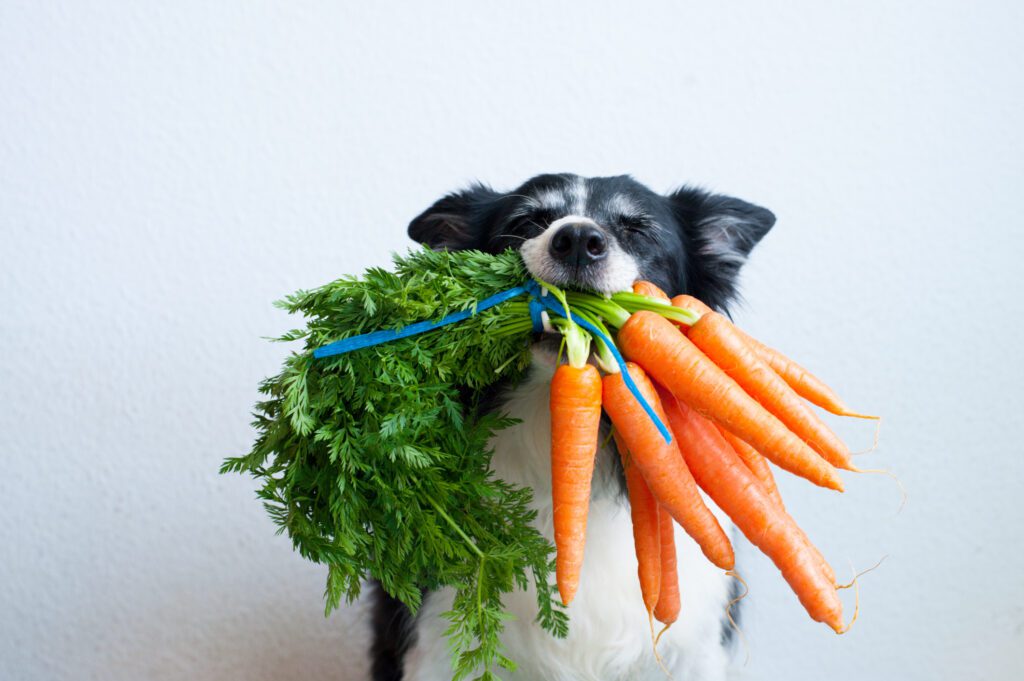 black-and-white-border-collie-with-carrots-in-mouth