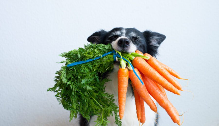 black-and-white-border-collie-with-carrots-in-mouth