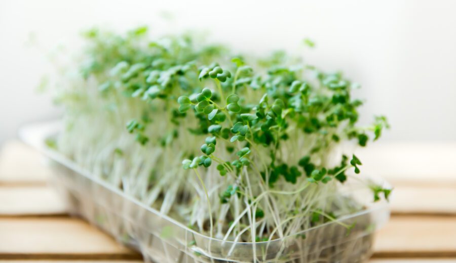 broccoli pprouts in tray