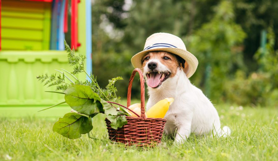 small jack russell terrier wearing straw hat outside next to straw basket of summer squash