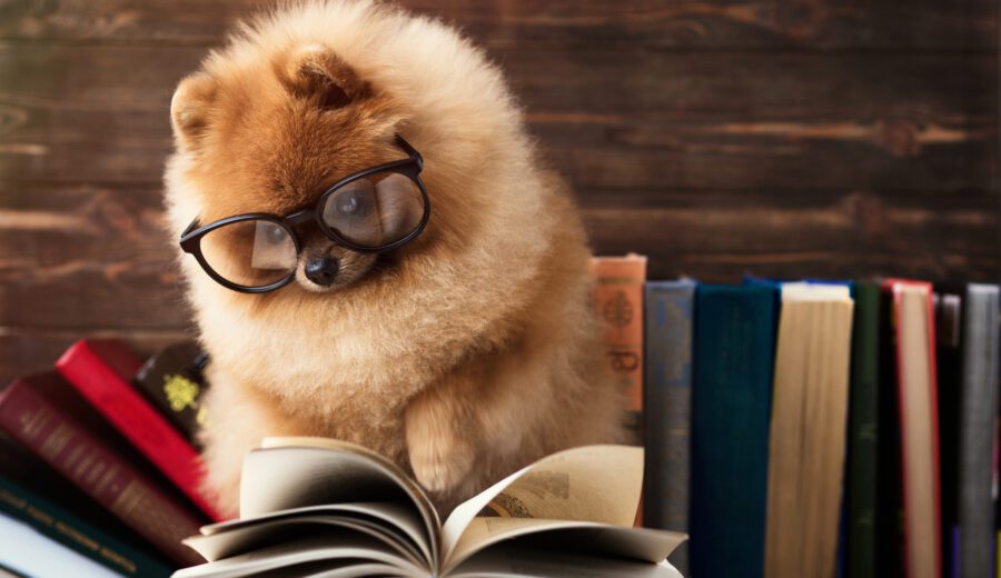 pomeranian dog wearing glasses with book