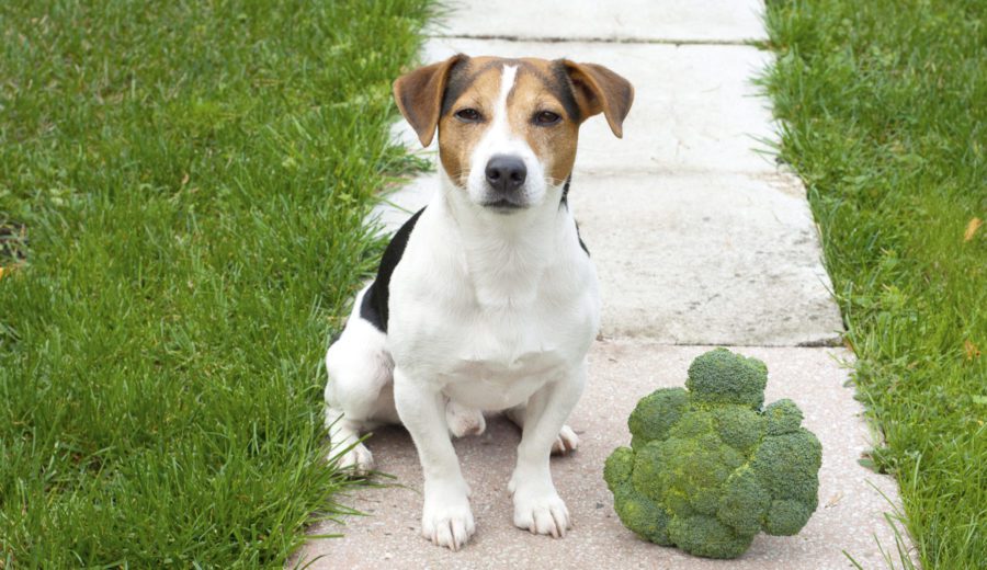 Can dogs eat broccoli? dog sitting next to a head of broccoli outdoors