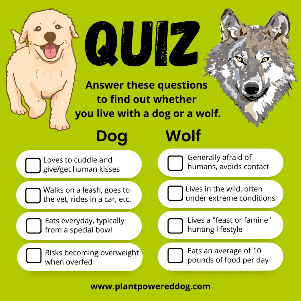 fun quiz questions to determine whether you live with a dog or a wolf