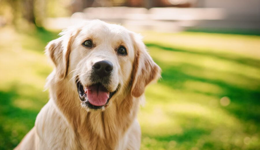 Best diet for chronic kidney disease in dogs - happy golden retriever sitting outside