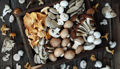fresh harvested edible mushroom varieties - mushrooms for dogs