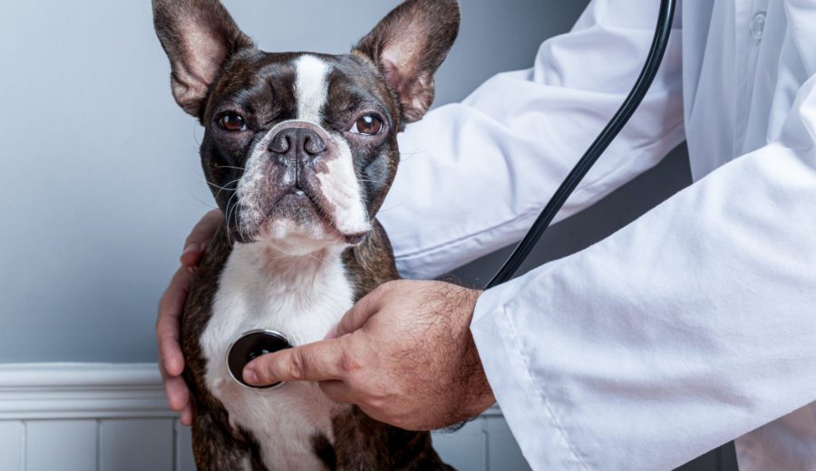veterinary doctor examining heart of dog boston terrier with stethoscope