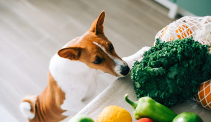 dog-climbing-on-table-to-sniff-vegetables-diet-related-dcmin-dogs