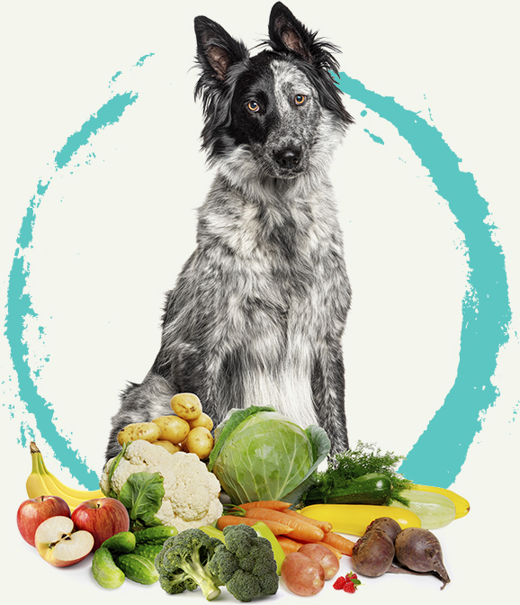 Plant powered dog with fruits and vegetables