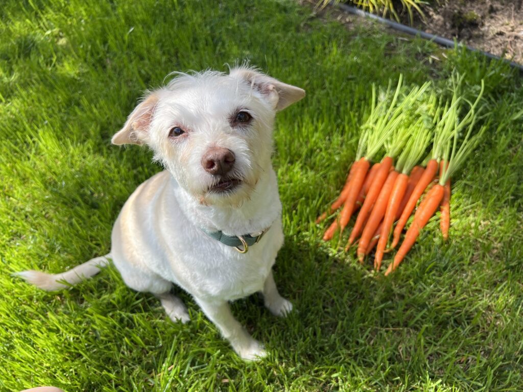 dogs thrive on vegan diets