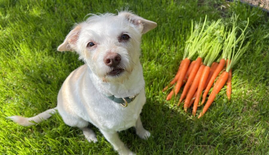 dogs thrive on vegan diets