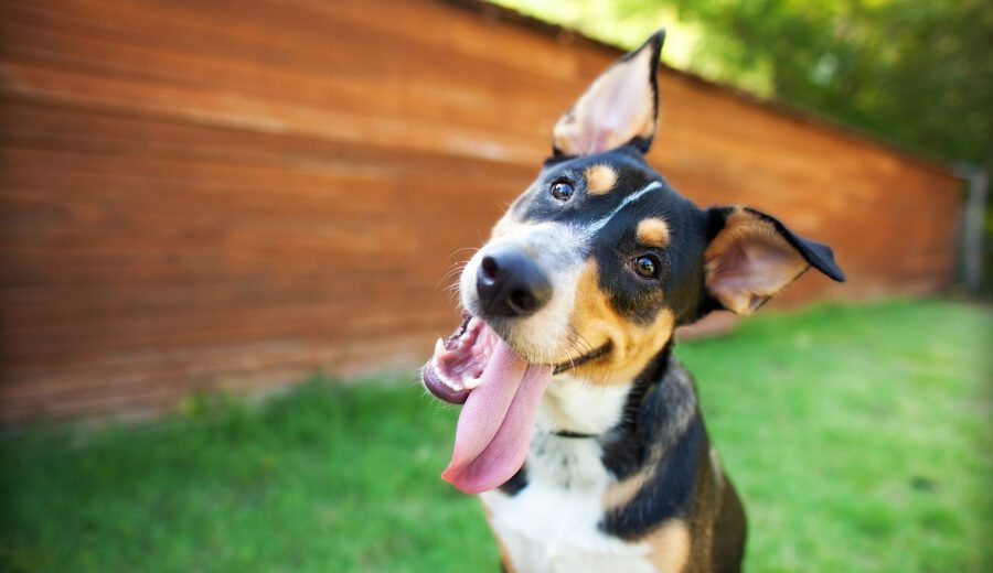 Happy black, brown and white dog tilts head with tongue hanging out while sitting on grass, vegan dog concerns